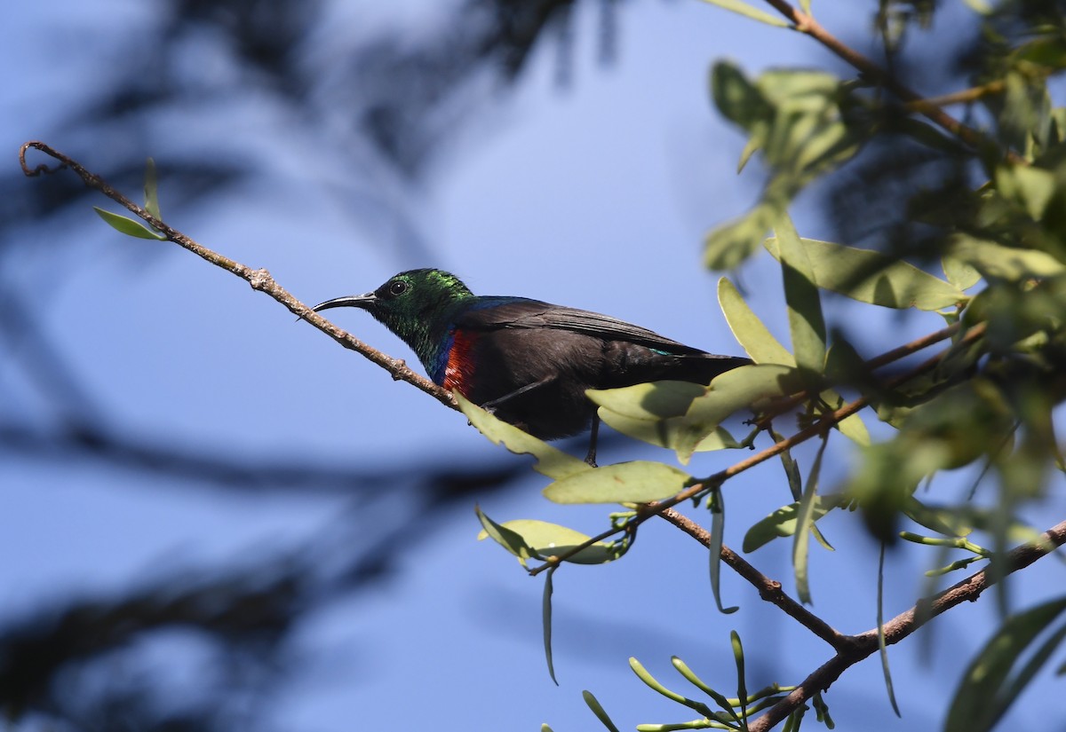 Scharlachbrust-Nektarvogel (shelleyi) - ML617530023