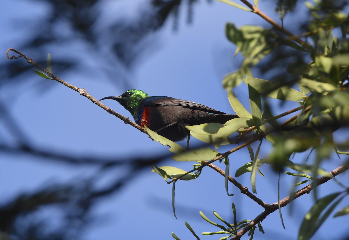 Scharlachbrust-Nektarvogel (shelleyi) - ML617530029