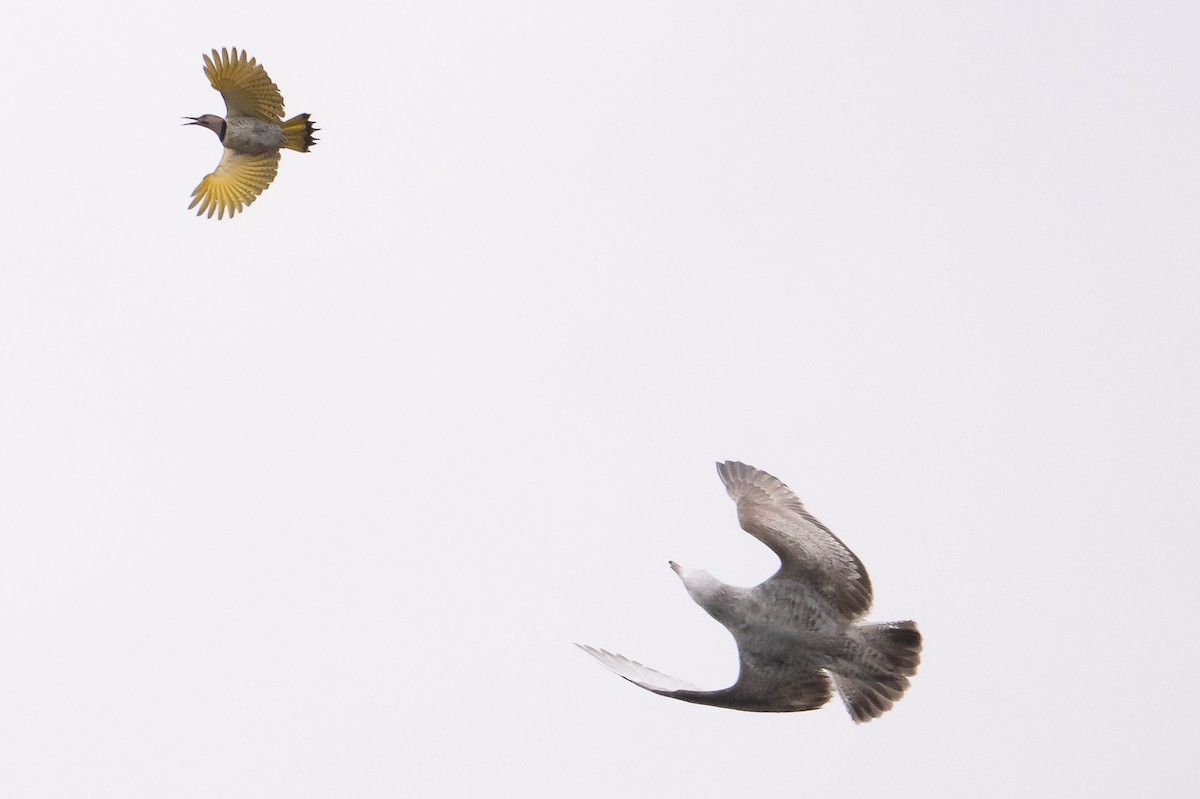 Northern Flicker - ML617530041