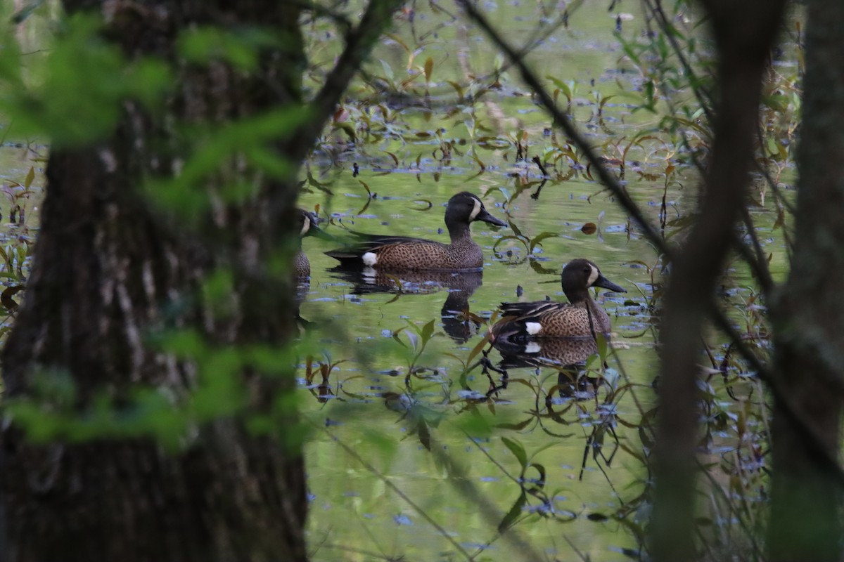 Blue-winged Teal - ML617530060