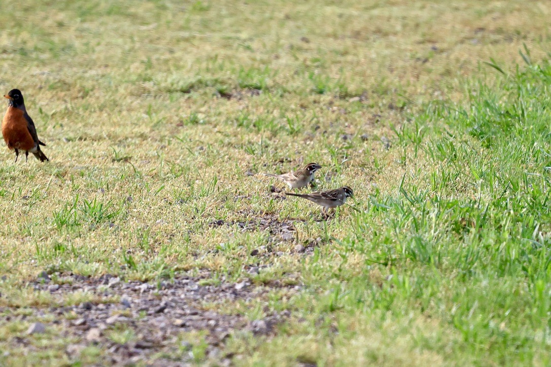 Bruant à joues marron - ML617530100