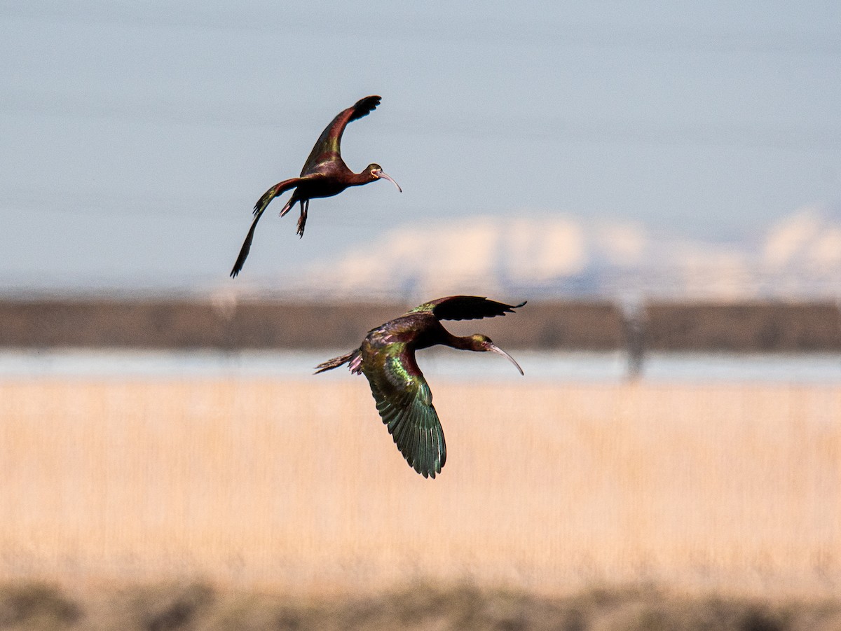 White-faced Ibis - Ched Whitney