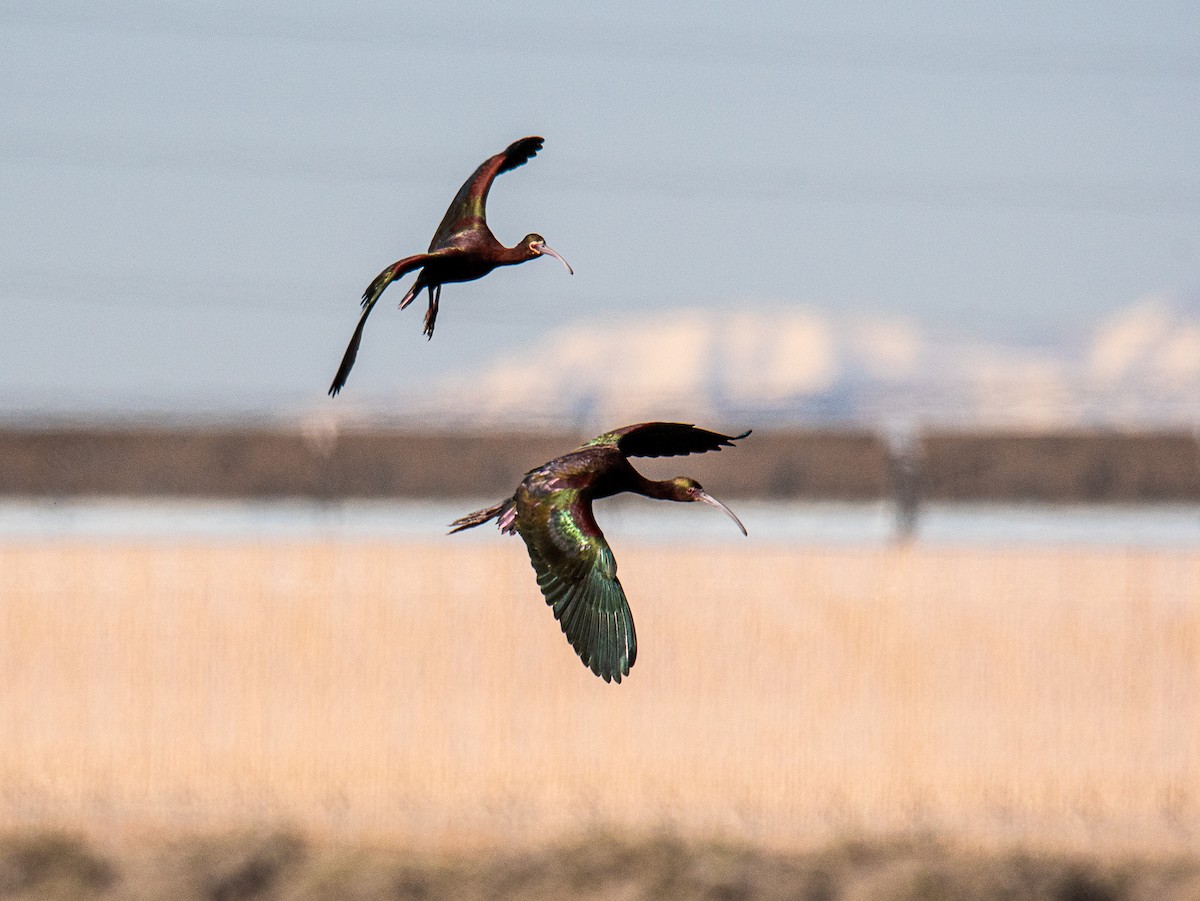 White-faced Ibis - ML617530181