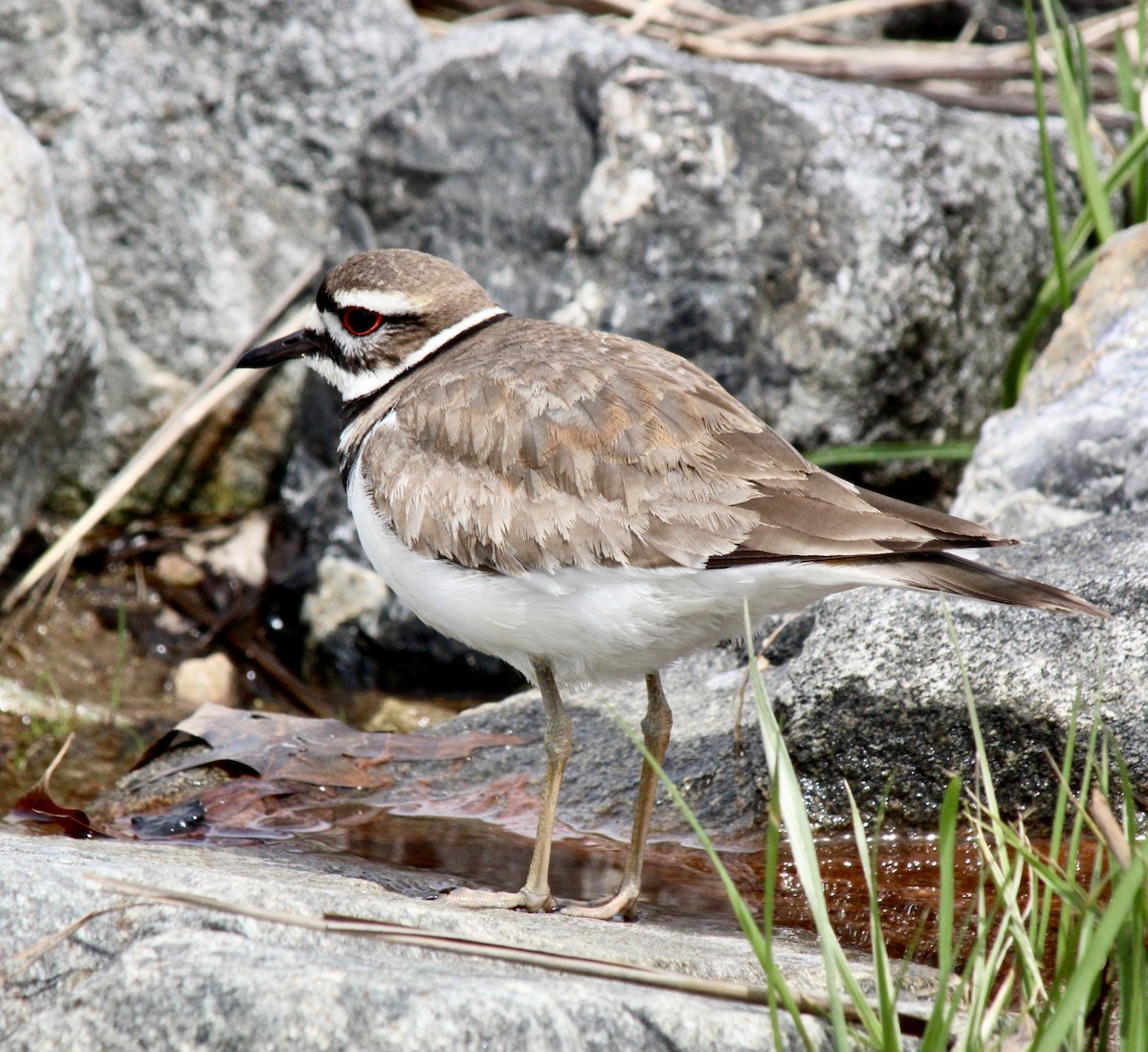 Killdeer - ML617530190