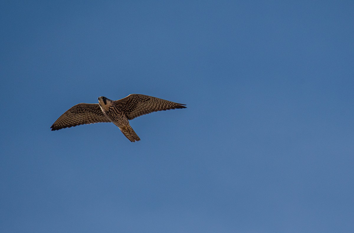 Peregrine Falcon - Ched Whitney