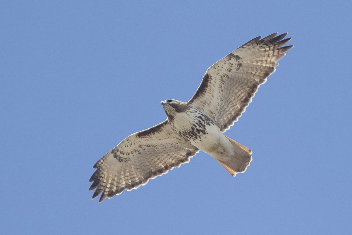 Red-tailed Hawk - ML617530278