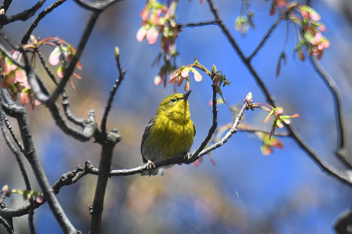 Pine Warbler - ML617530289