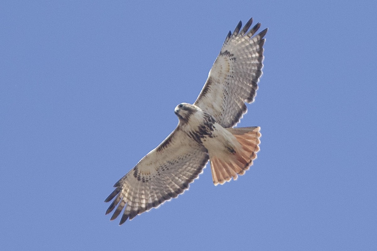 Red-tailed Hawk - ML617530292