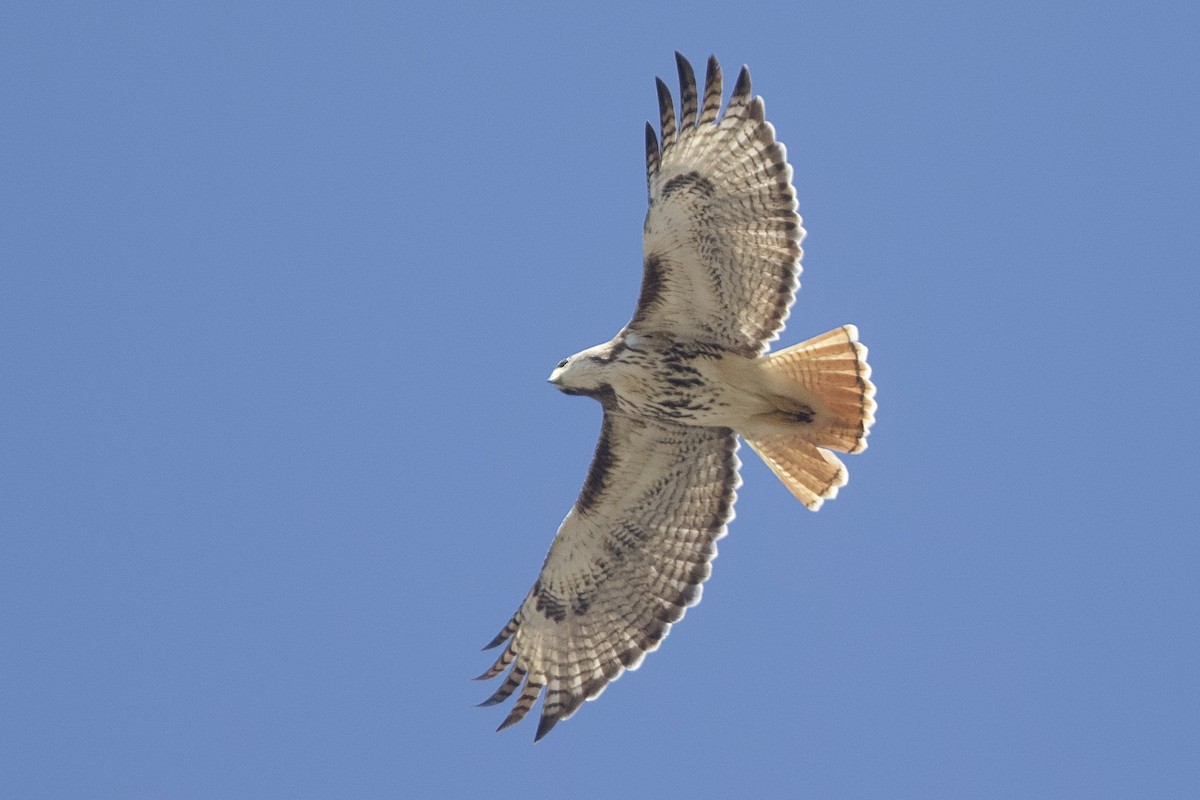 Red-tailed Hawk - ML617530295