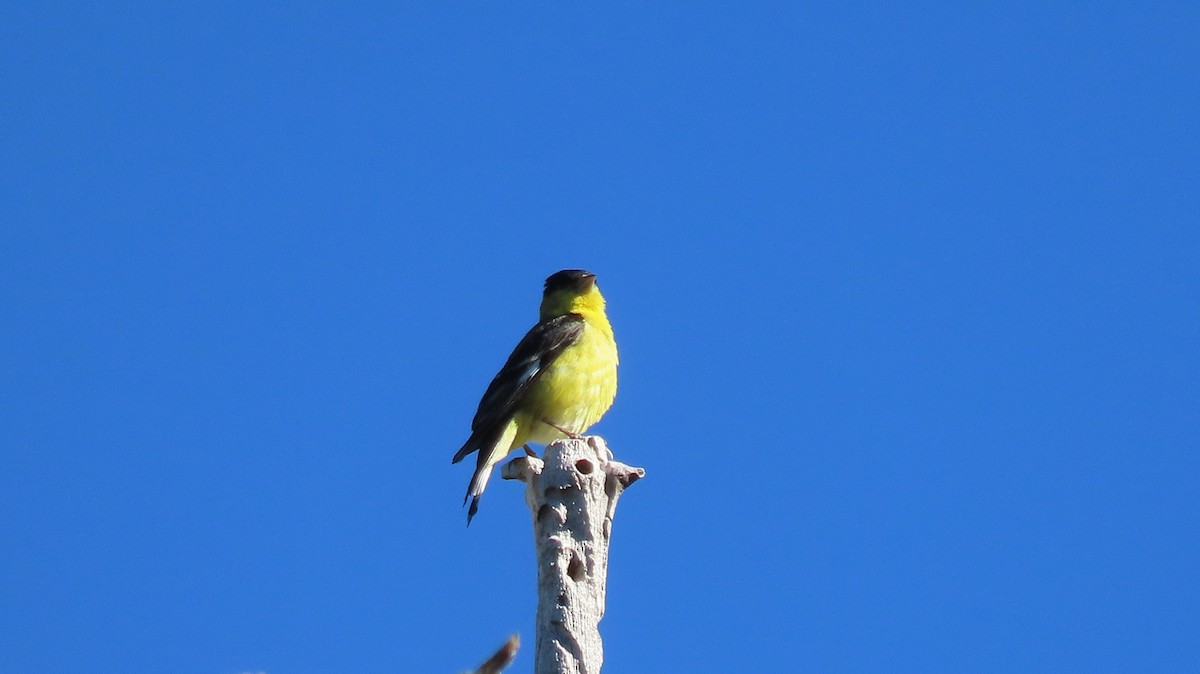 Lesser Goldfinch - ML617530306