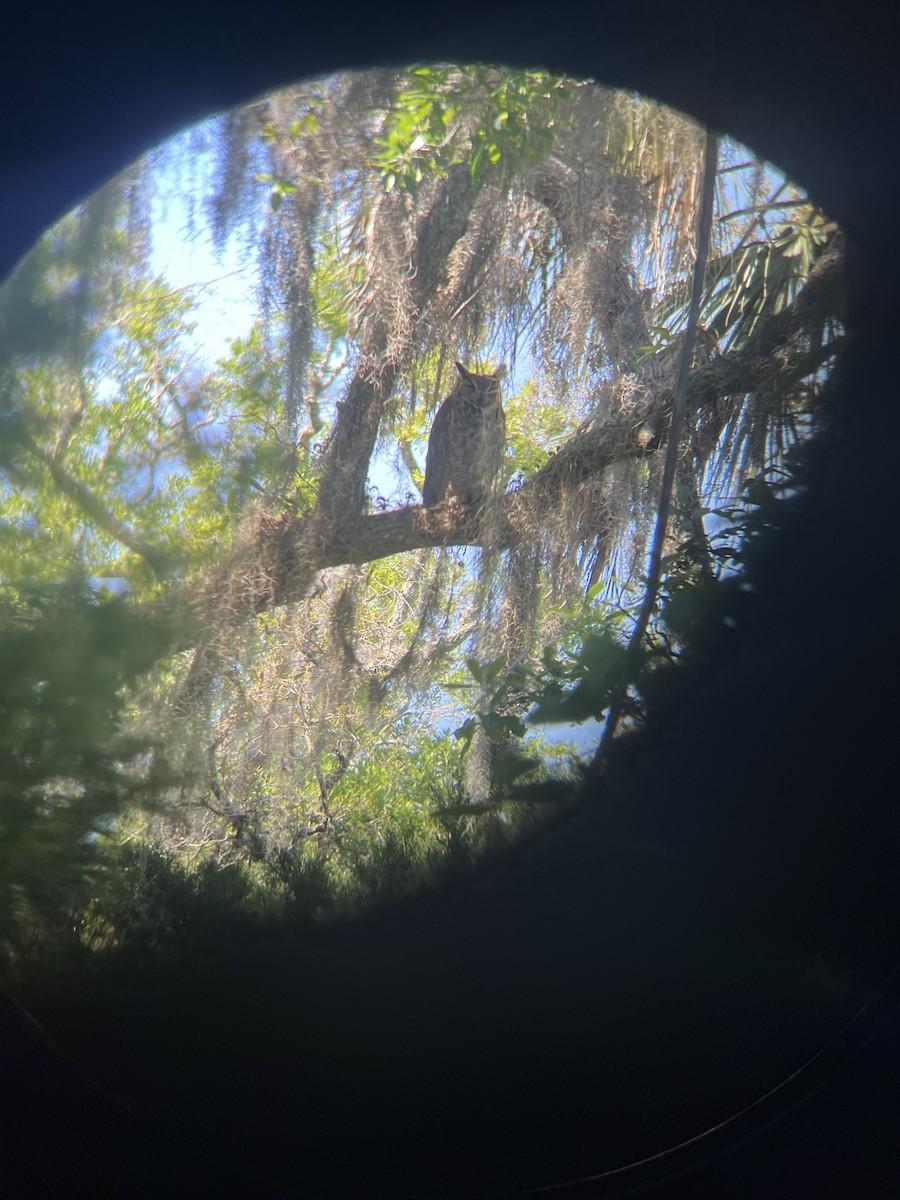 Great Horned Owl - ML617530308