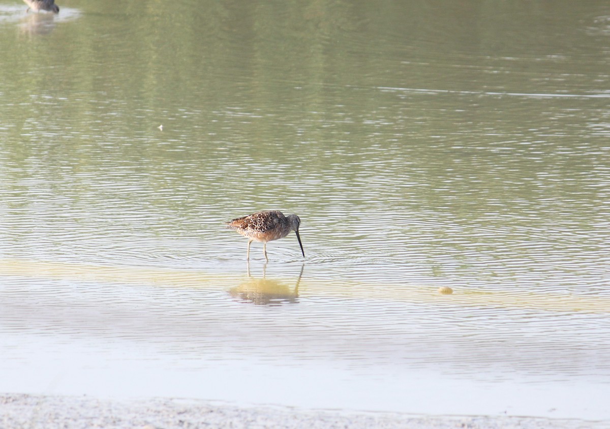 Long-billed Dowitcher - ML617530354
