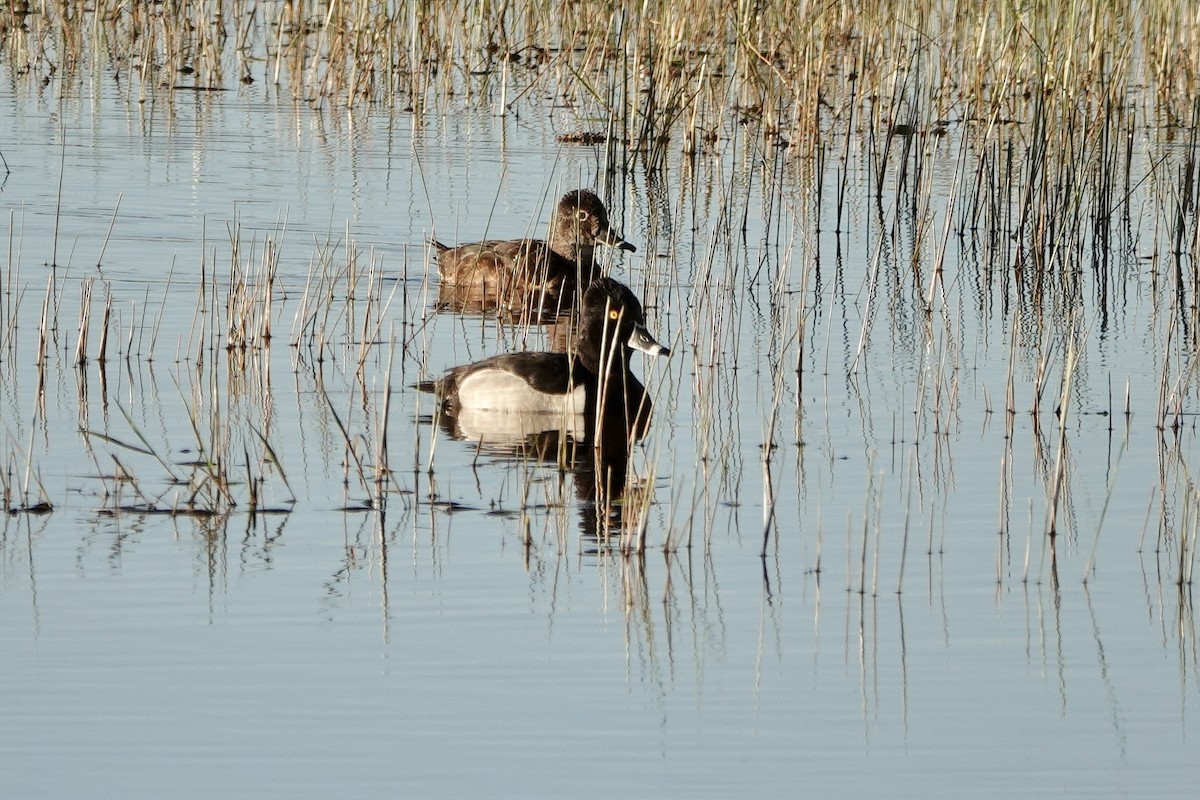 Ring-necked Duck - ML617530382