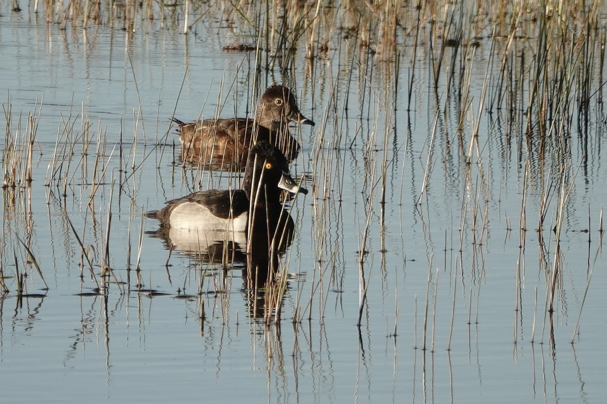 Ring-necked Duck - ML617530386