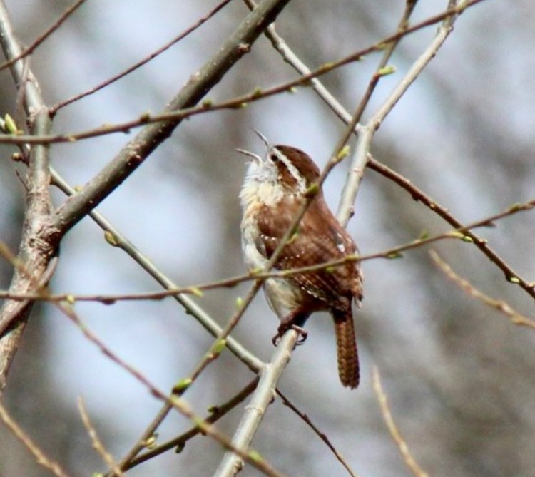 Carolina Wren - ML617530387