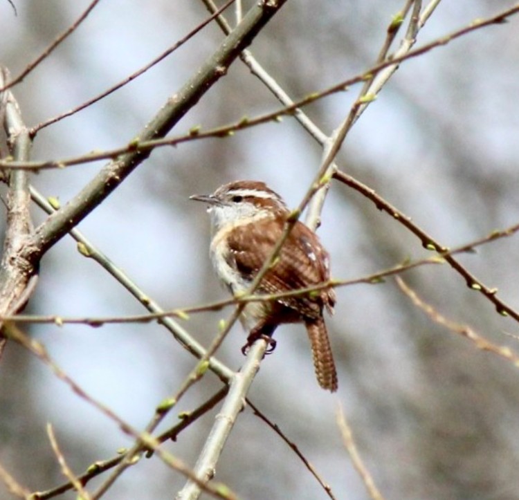 Carolina Wren - ML617530388