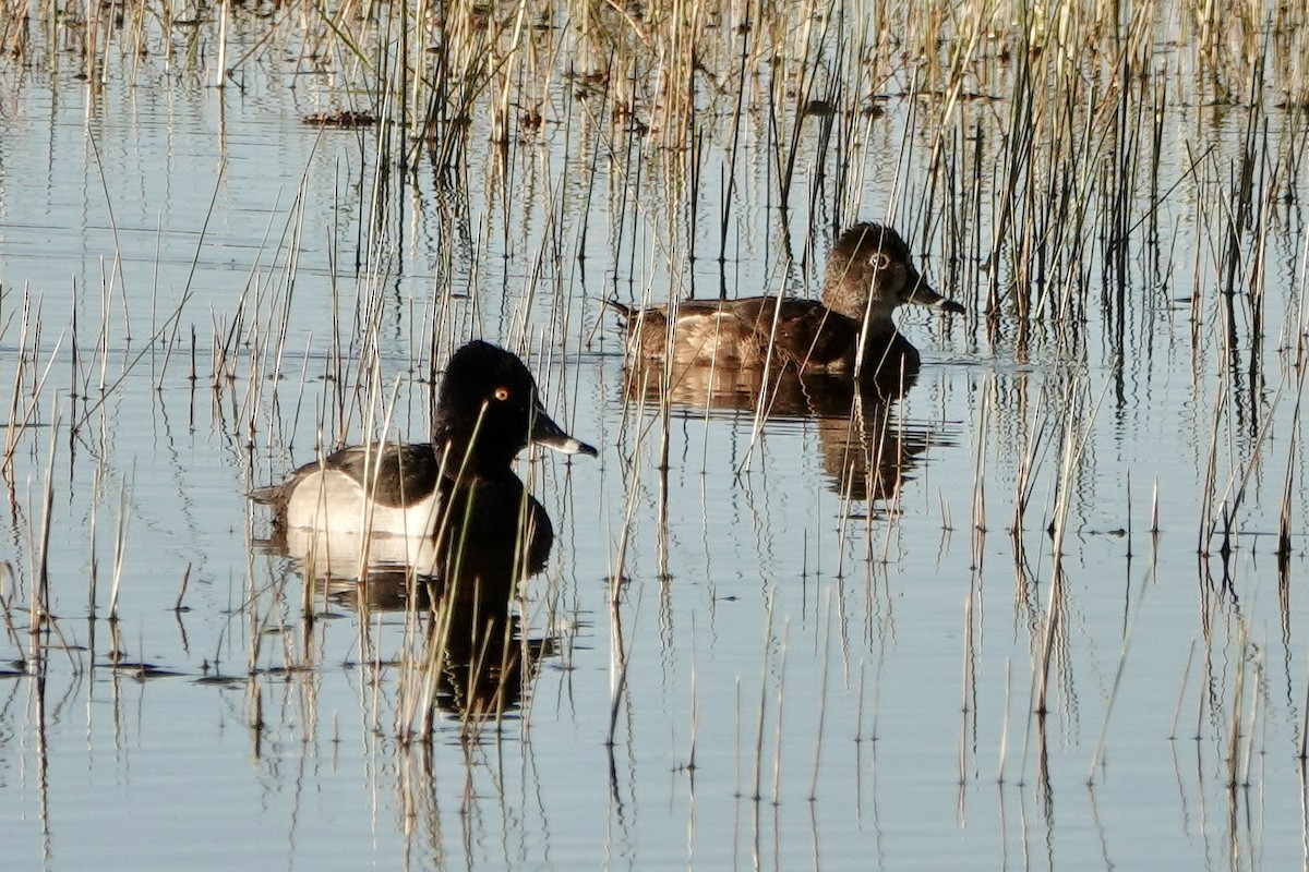 Ring-necked Duck - ML617530391