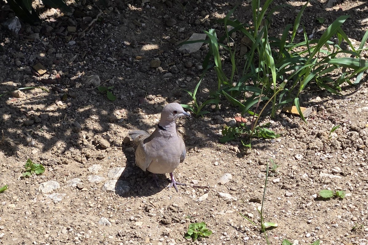 Eurasian Collared-Dove - Petra Jensen