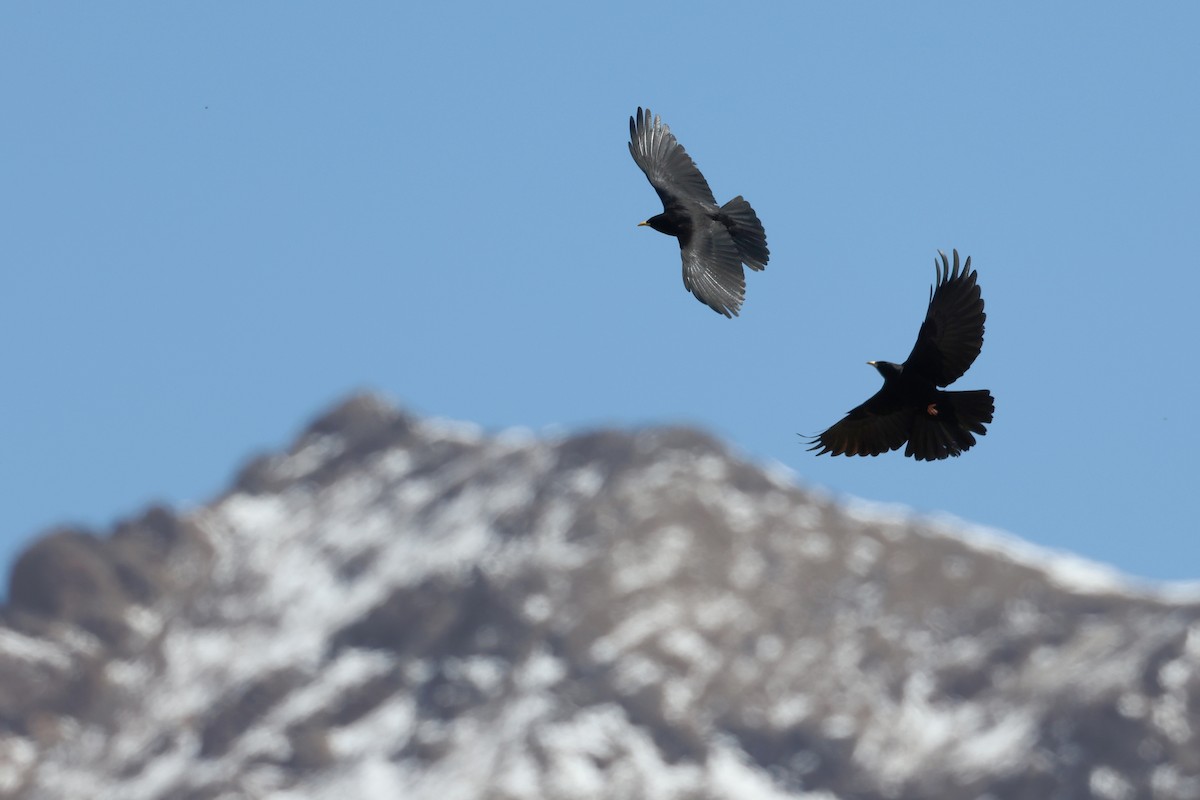 Yellow-billed Chough - ML617530500