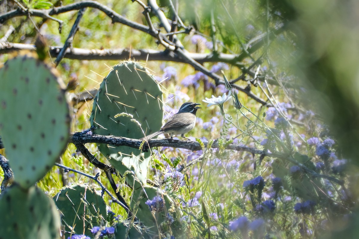 Black-throated Sparrow - ML617530521