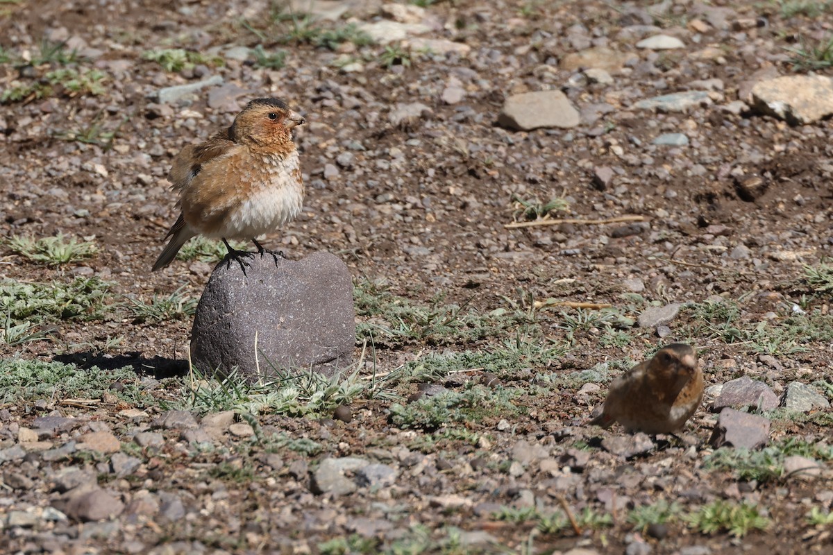 Crimson-winged Finch (African) - ML617530540