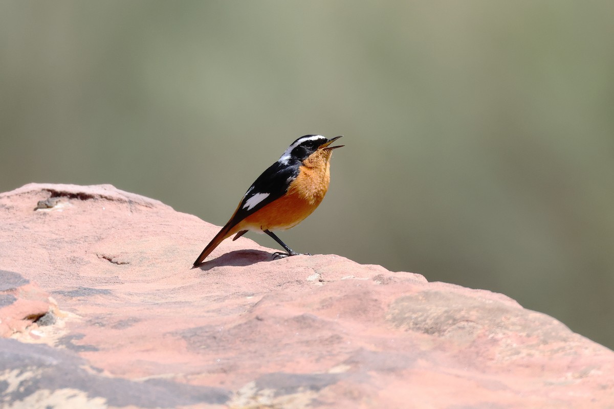 Moussier's Redstart - ML617530613