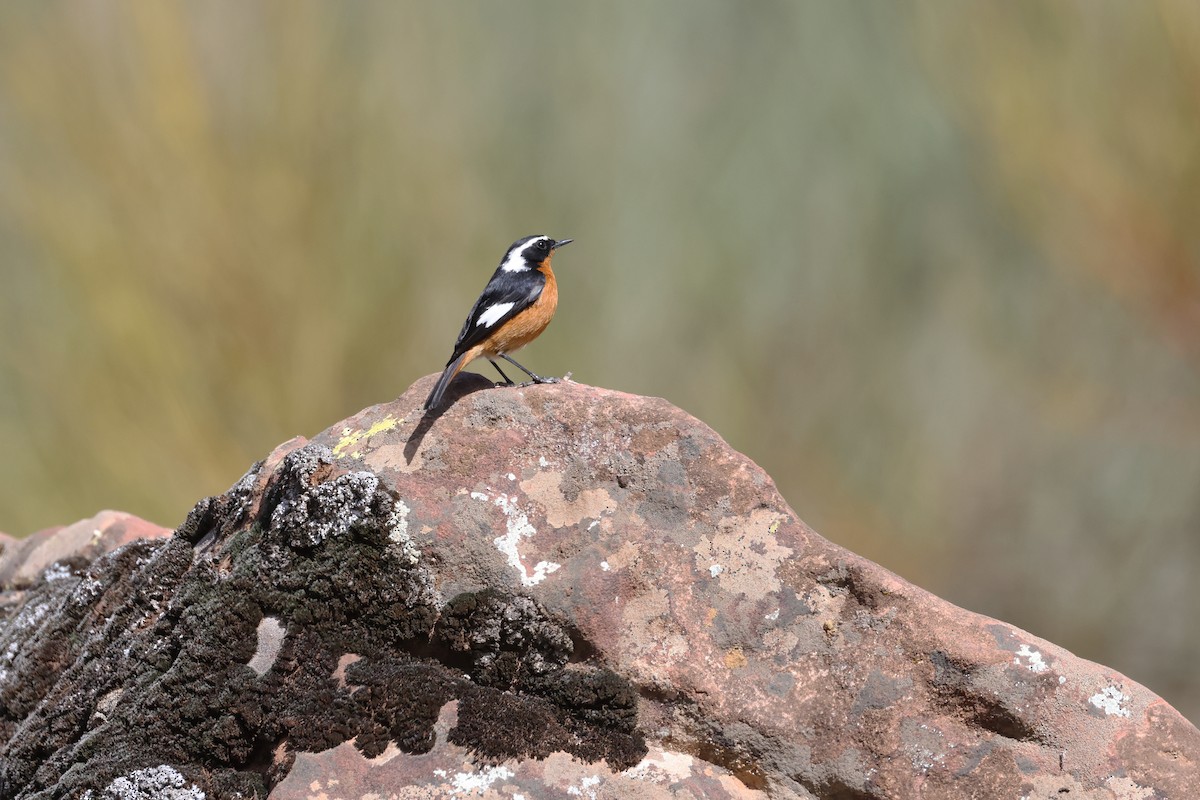 Moussier's Redstart - ML617530614