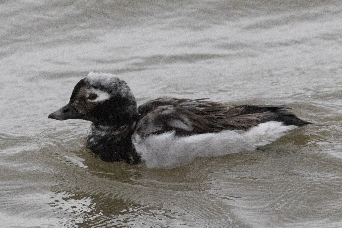 Long-tailed Duck - David Brown