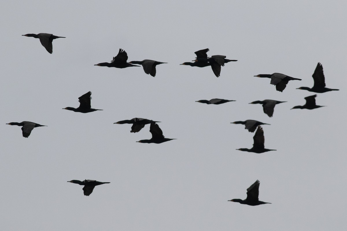 Double-crested Cormorant - David Brown