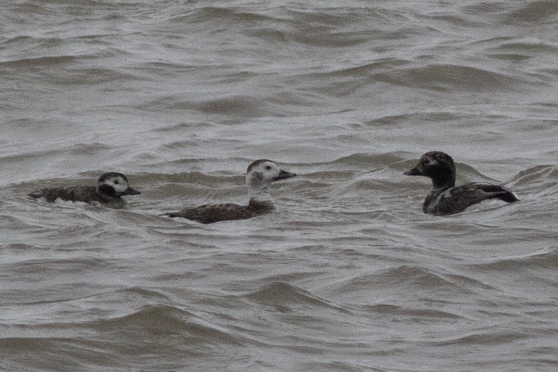 Long-tailed Duck - David Brown