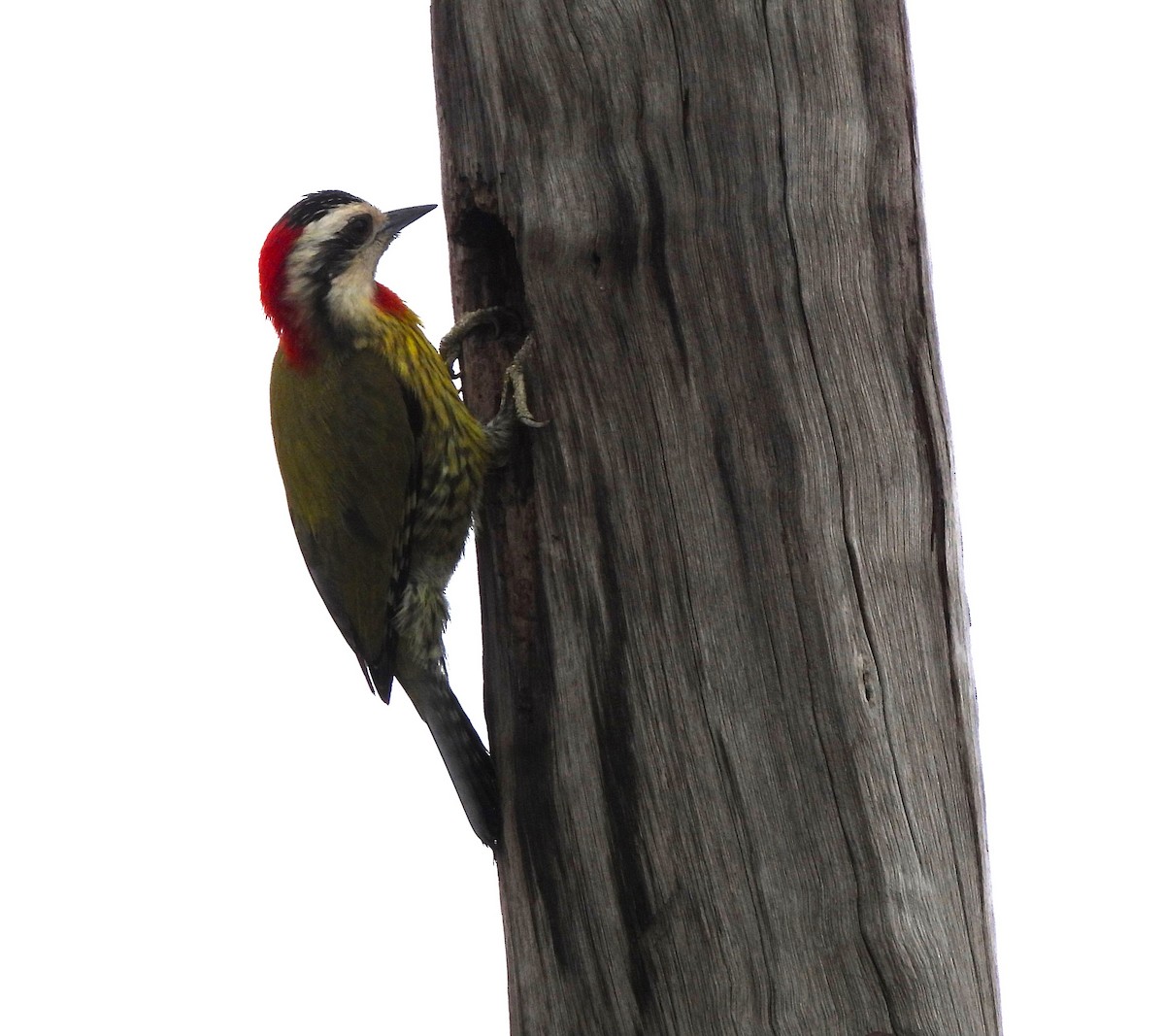Cuban Green Woodpecker - ML617530640