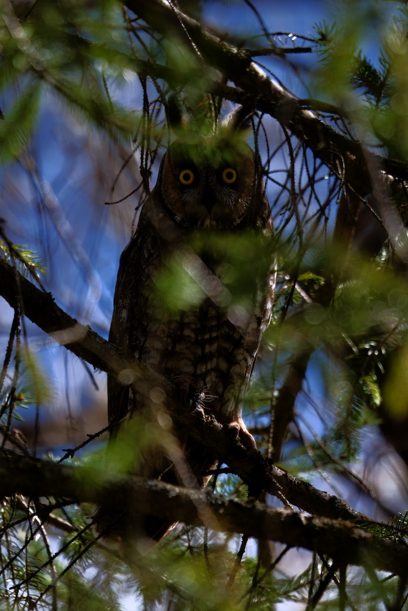 Long-eared Owl - ML617530641