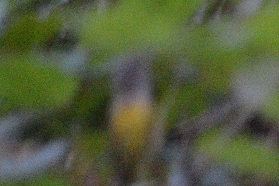 MacGillivray's Warbler - ML617530642