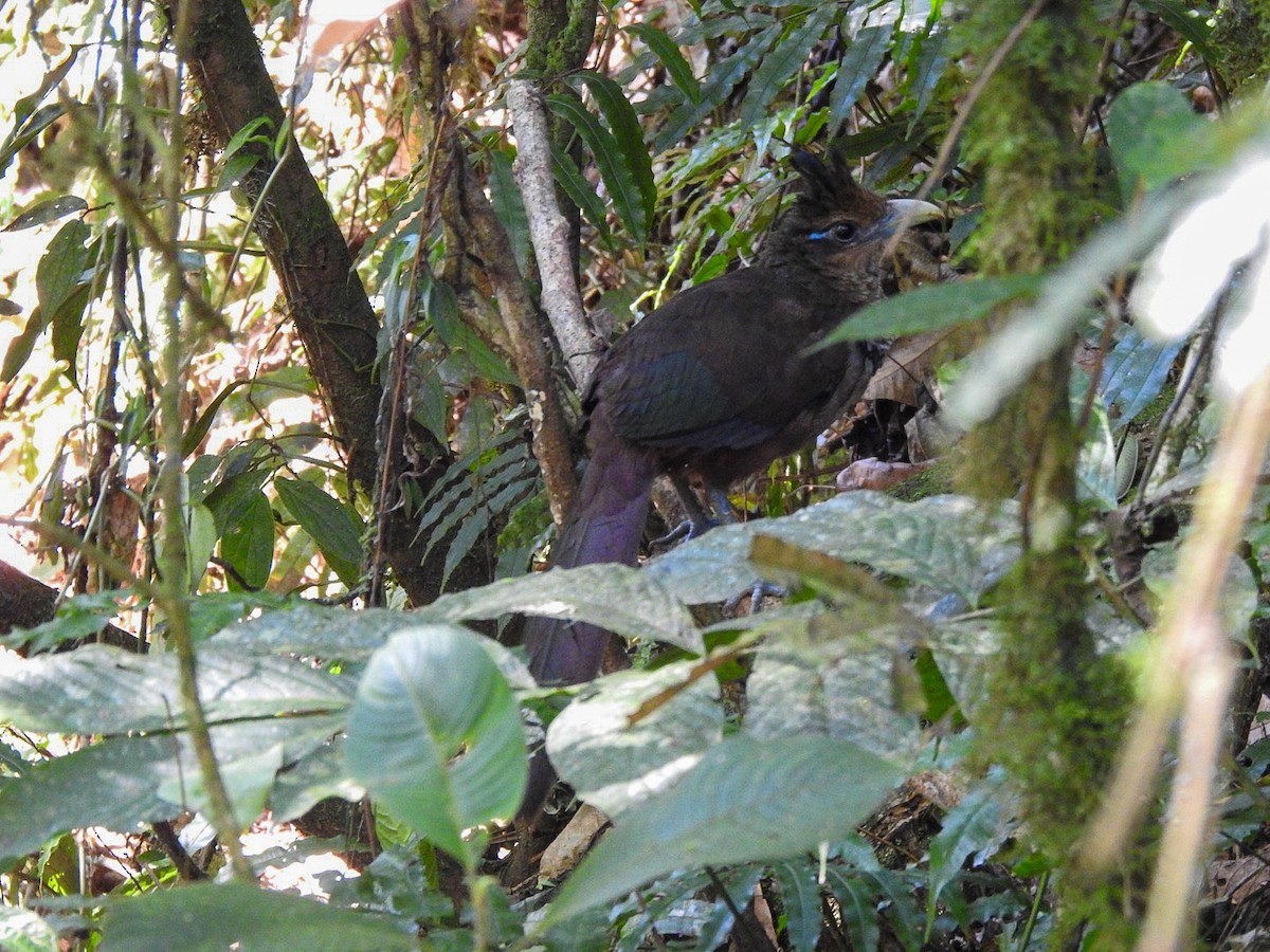 Rufous-vented Ground-Cuckoo - Fabian Torres