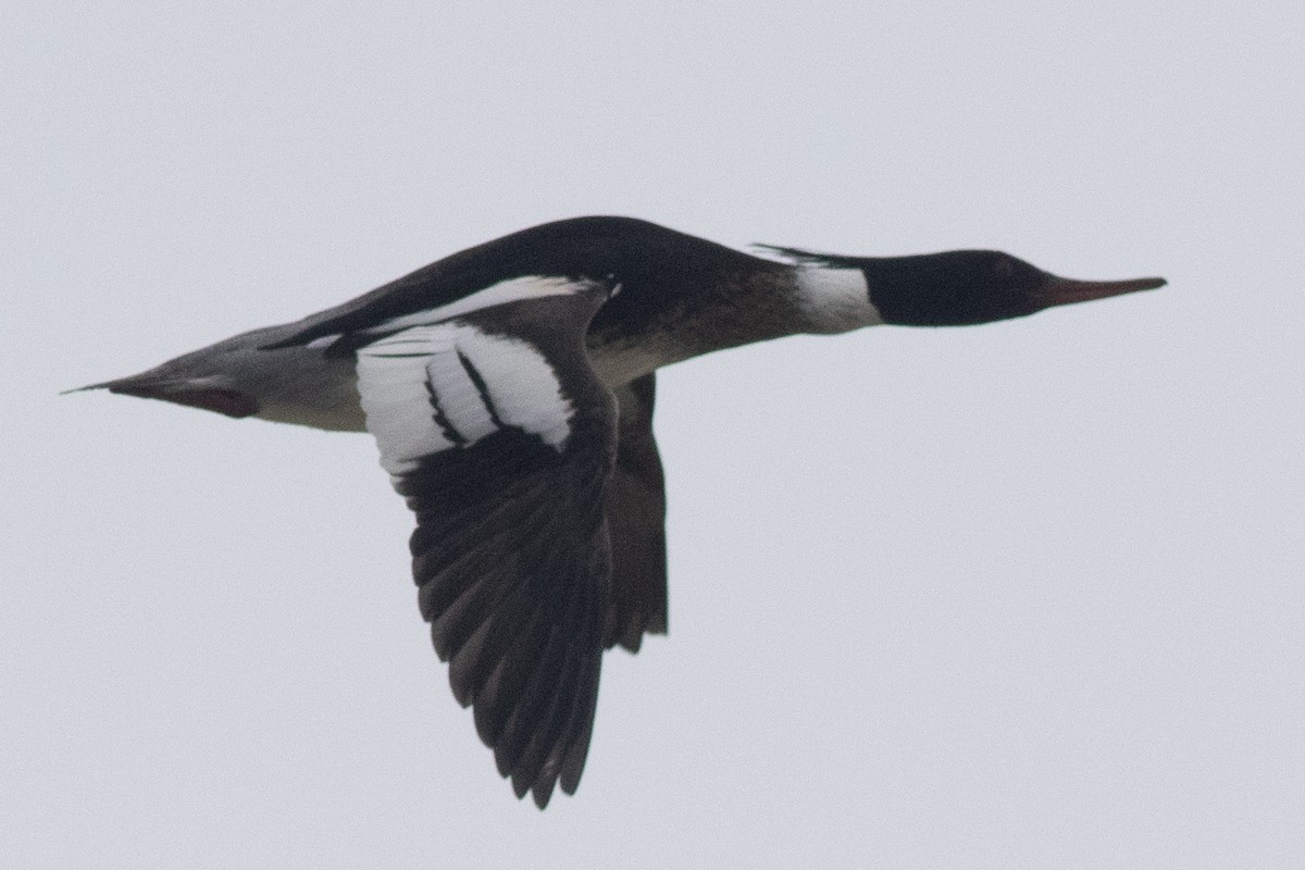 Red-breasted Merganser - David Brown