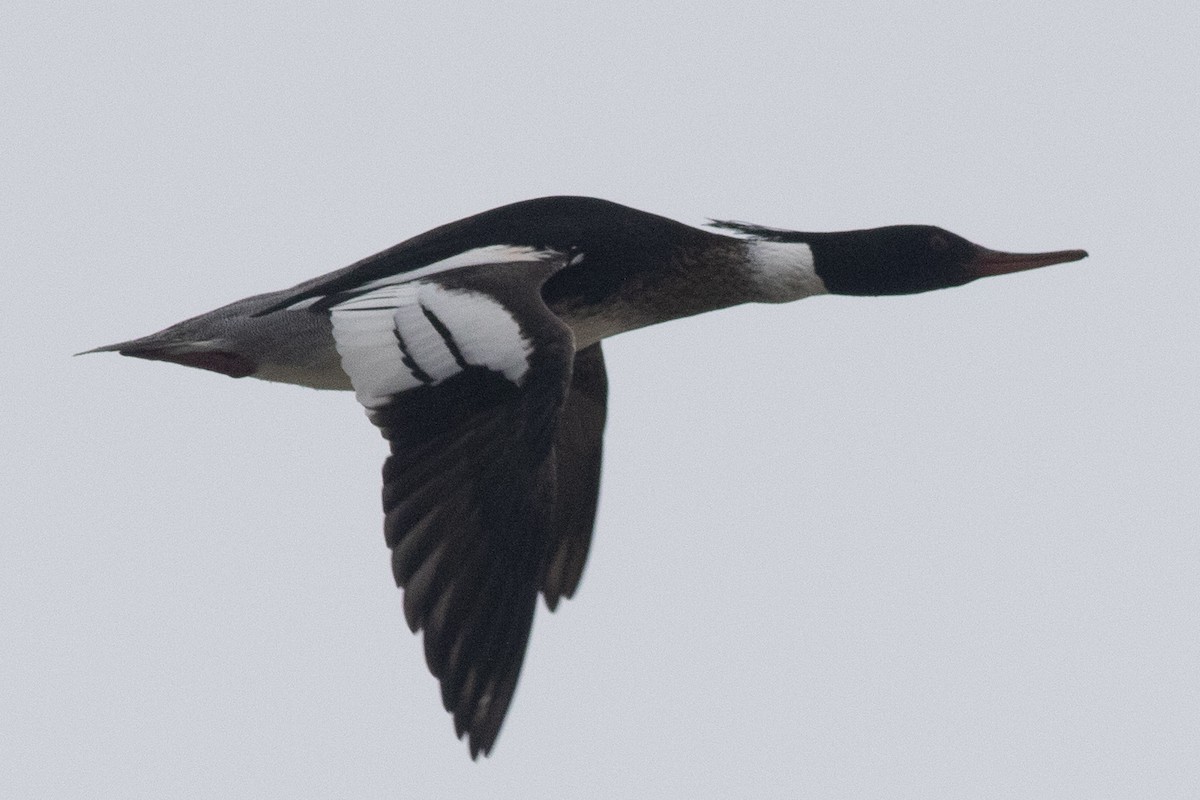 Red-breasted Merganser - David Brown