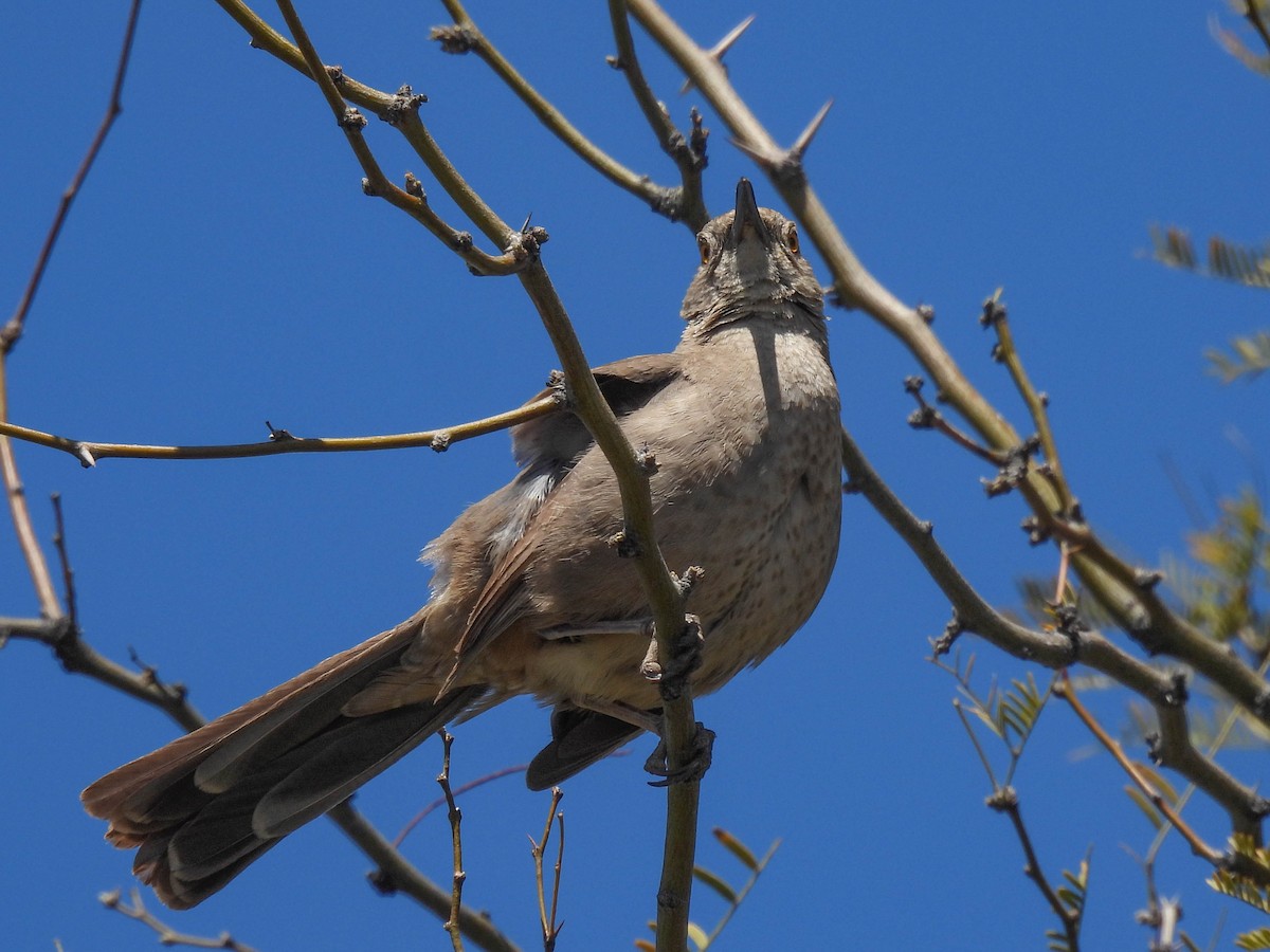 Curve-billed Thrasher - ML617530670