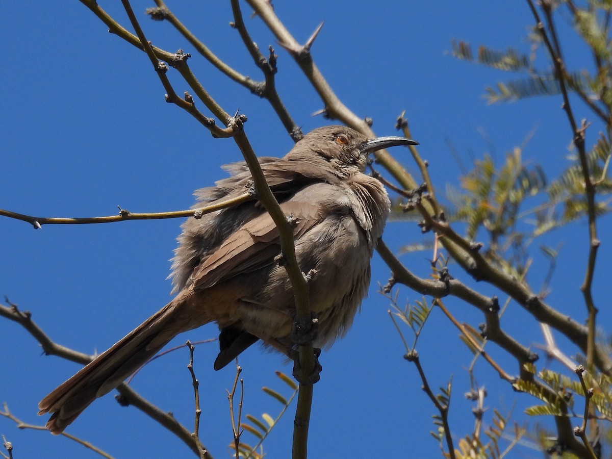 Curve-billed Thrasher - ML617530671