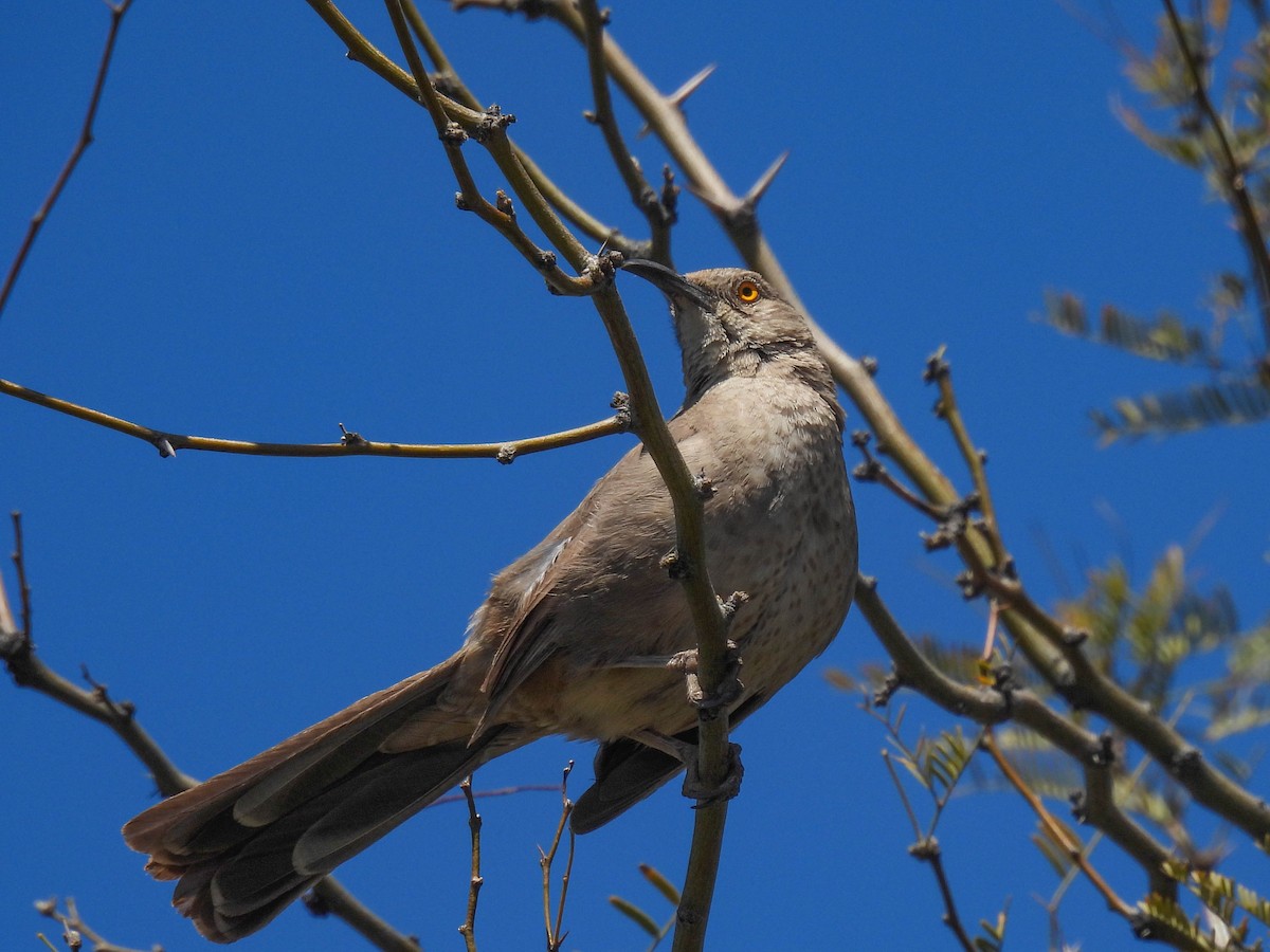 Curve-billed Thrasher - ML617530672