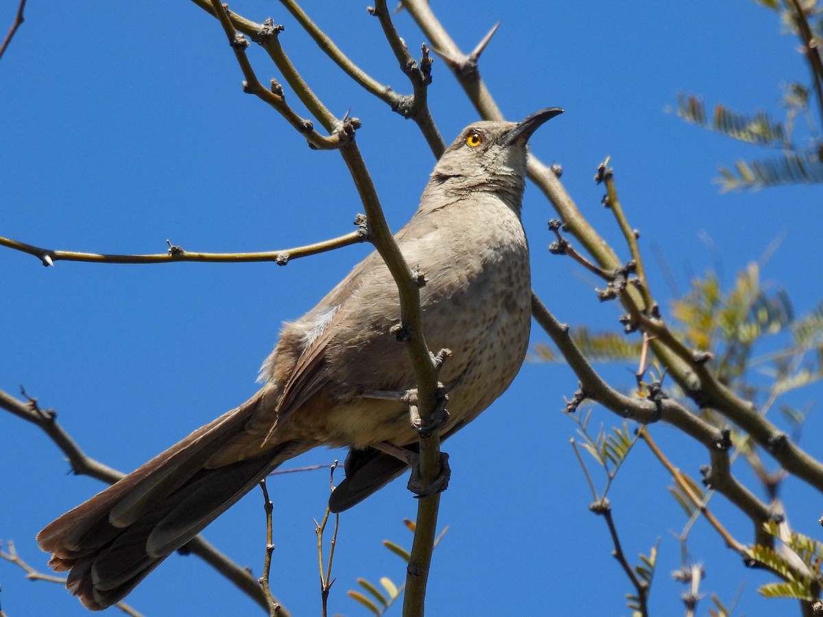 Curve-billed Thrasher - ML617530673