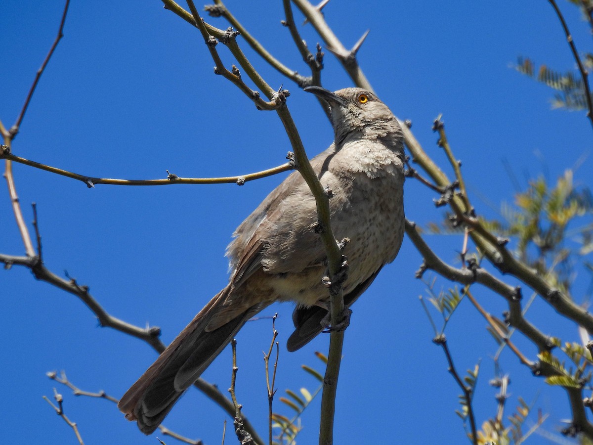 Curve-billed Thrasher - ML617530675