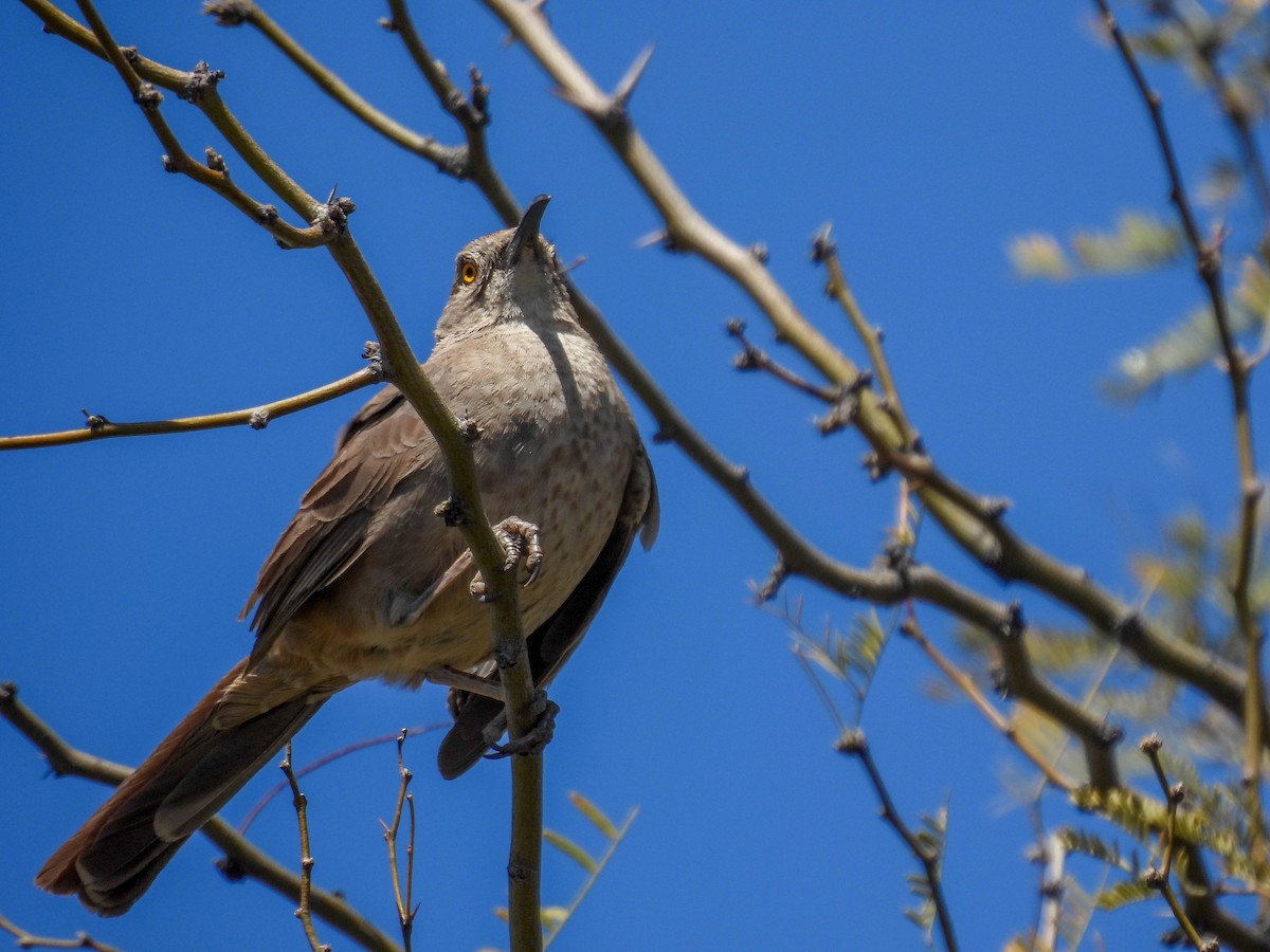 Curve-billed Thrasher - ML617530677