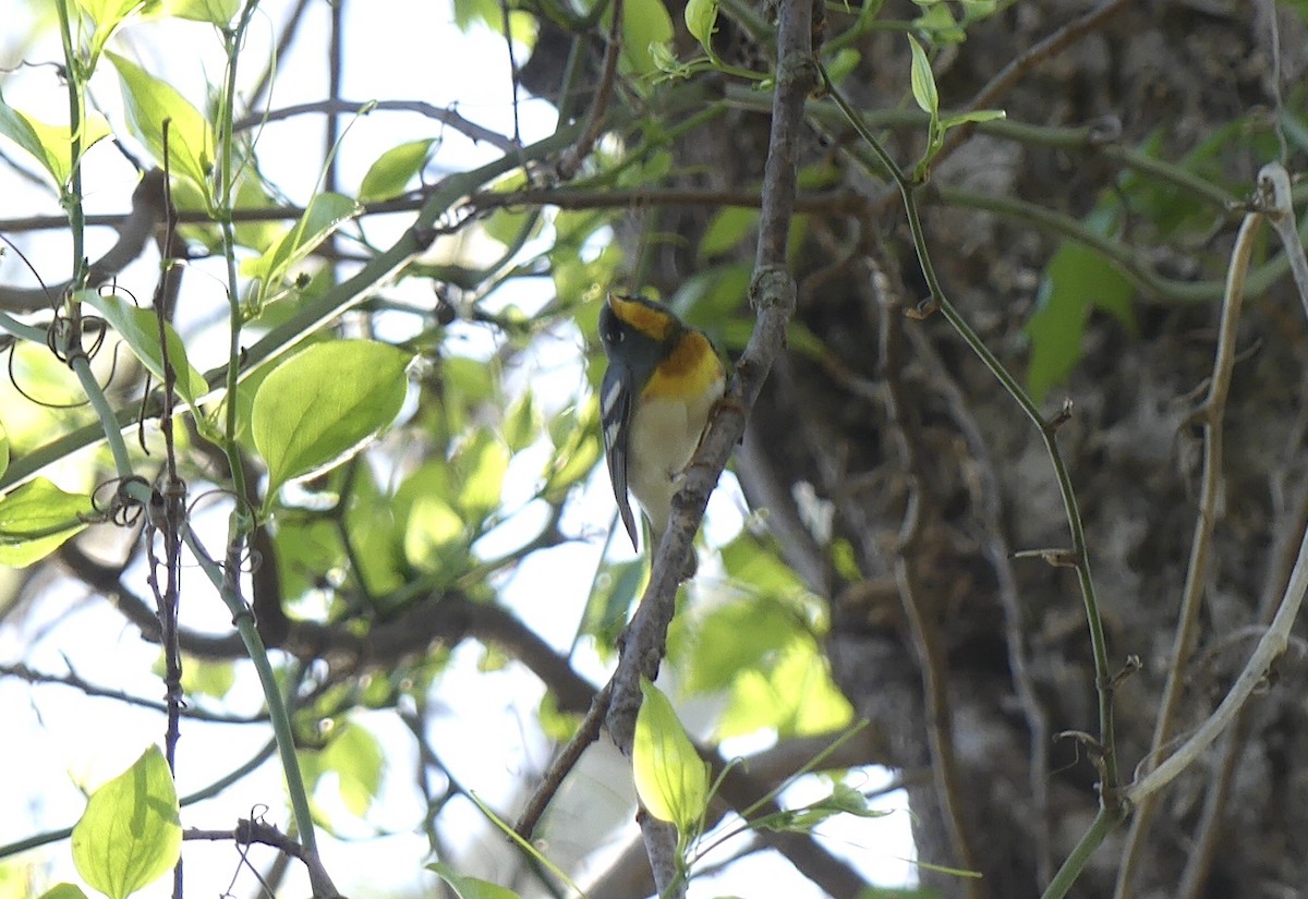 Northern Parula - ML617530724