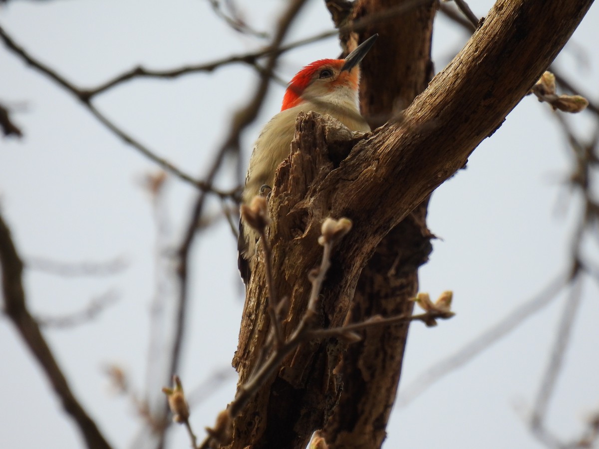 Red-bellied Woodpecker - ML617530731