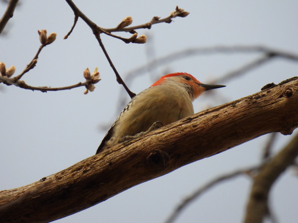 Red-bellied Woodpecker - ML617530732