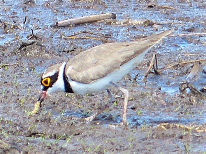 Little Ringed Plover - Gregory Laude