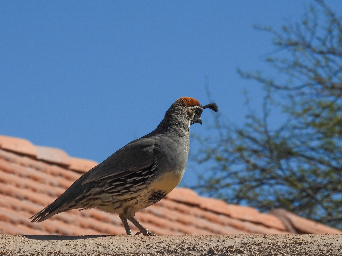 Gambel's Quail - Harriet Neill