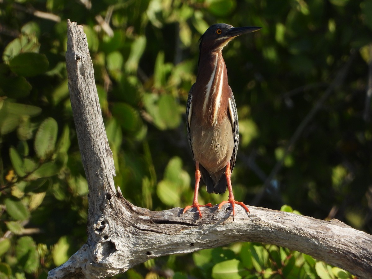 Green Heron - ML617530929