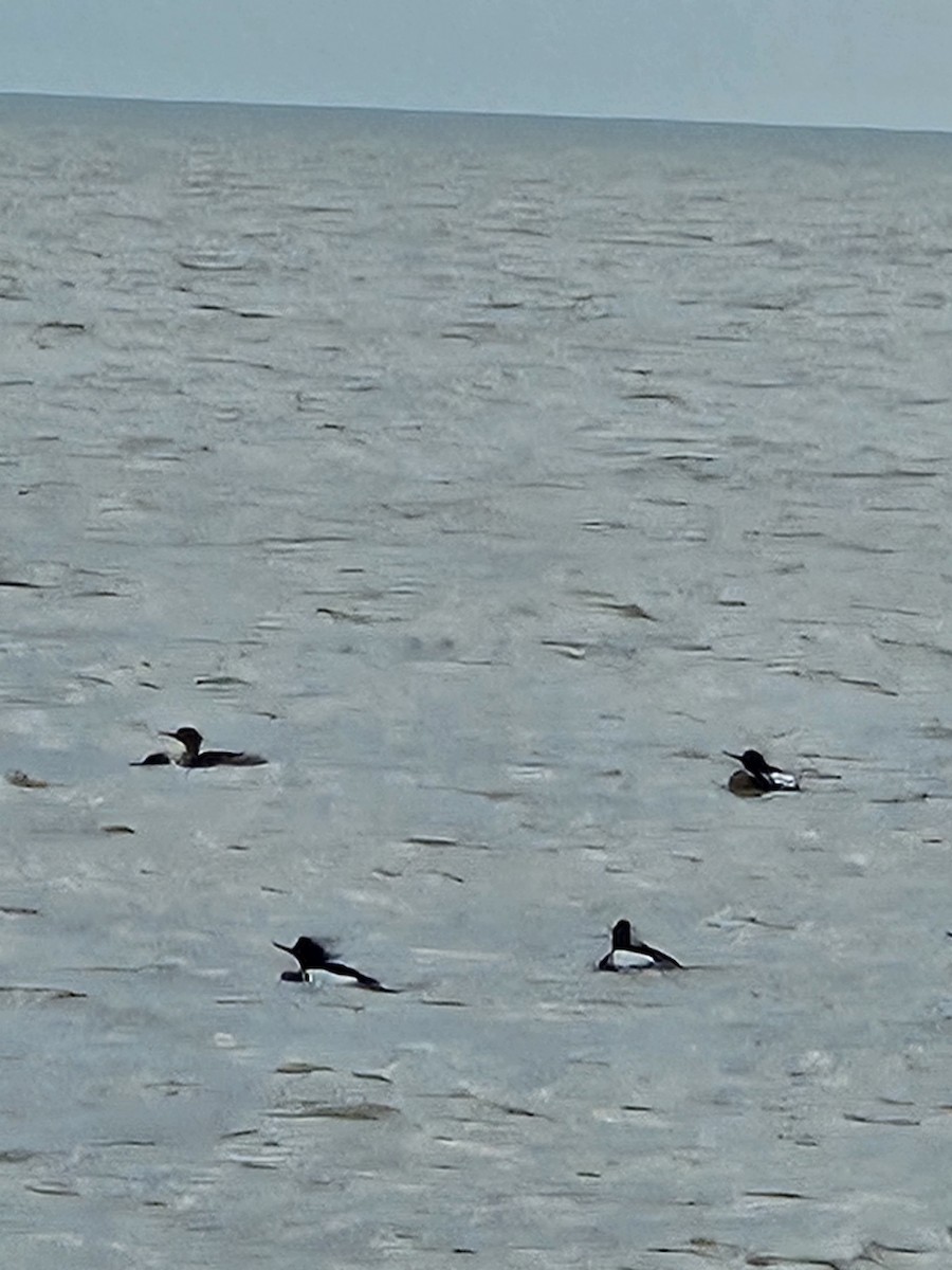 Red-breasted Merganser - ML617530937