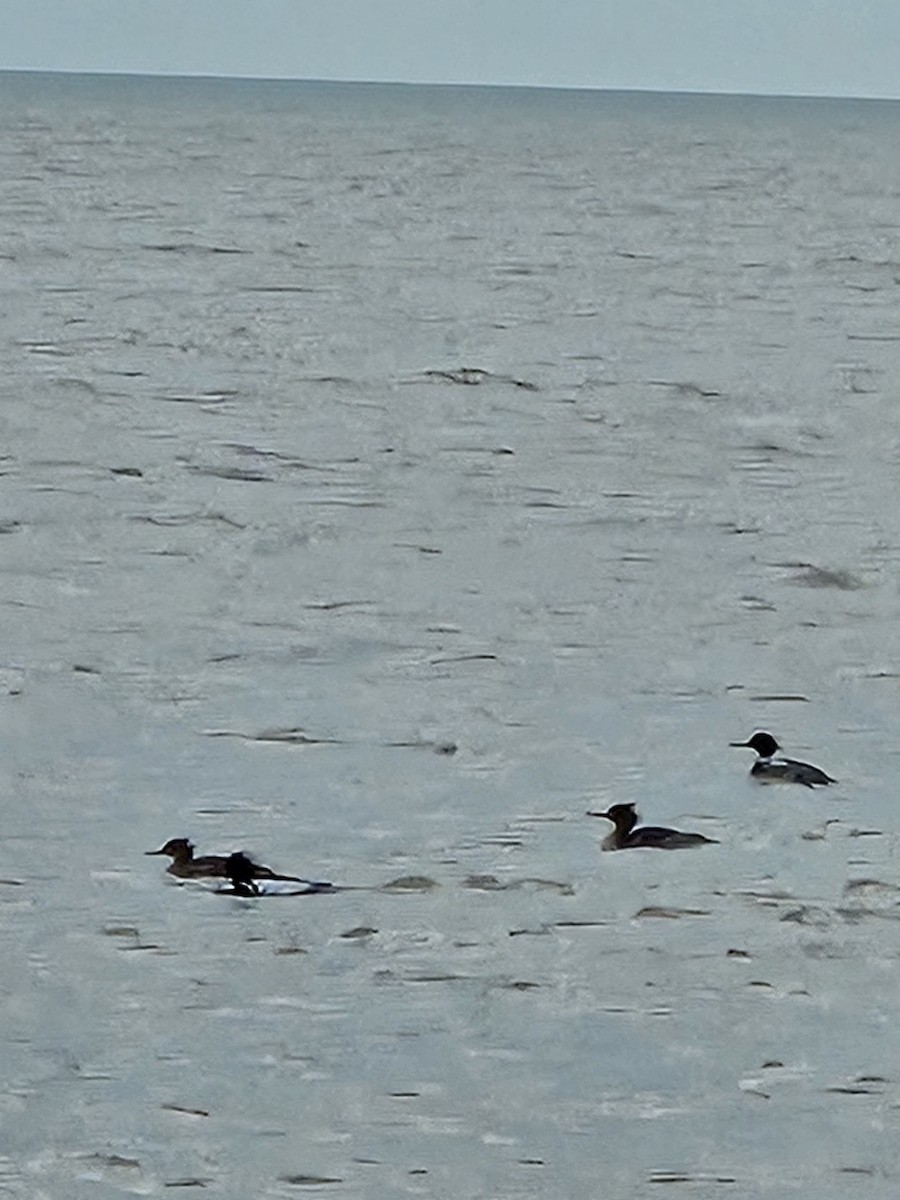 Red-breasted Merganser - ML617530941